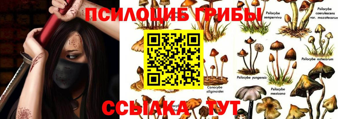 Псилоцибиновые грибы Psilocybe Усть-Джегута